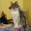Отзыв от Алиса Лобанова